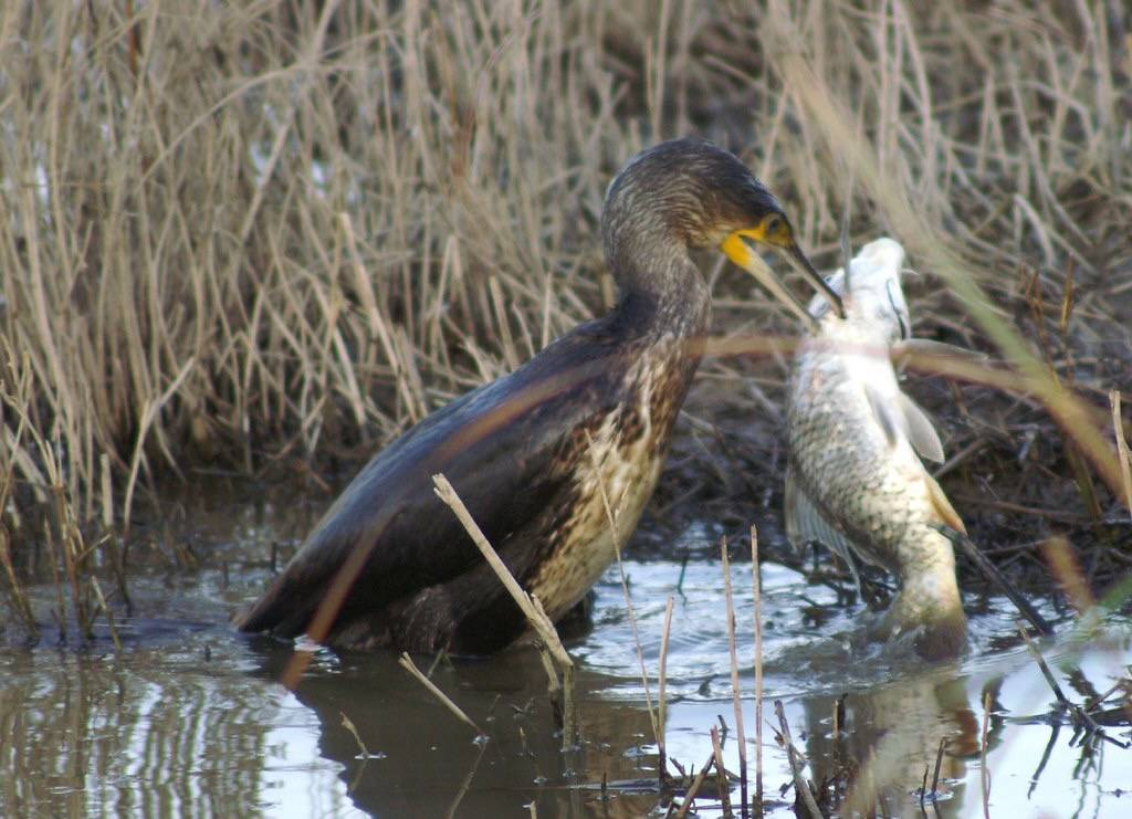 cormoran comiendose una carpa 06 - great cormorant eating up a great carp by ferran pestaña is licensed under CC BY-SA 2.0.